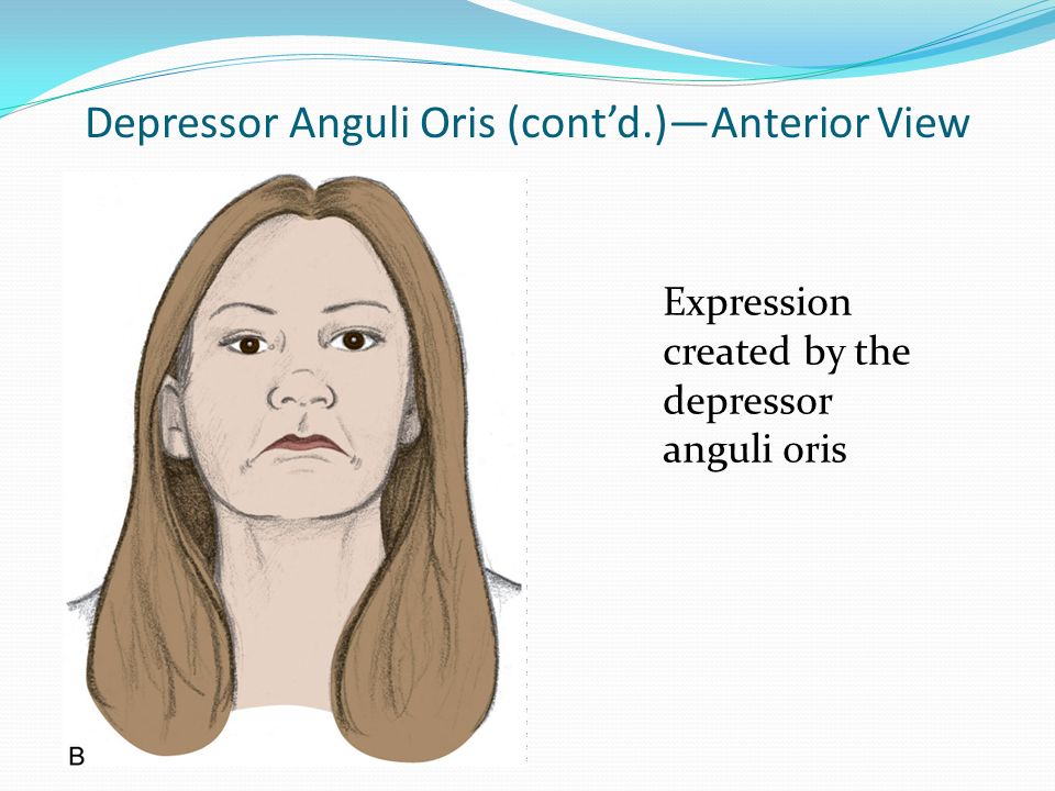 Muscles of Facial Expression ppt download